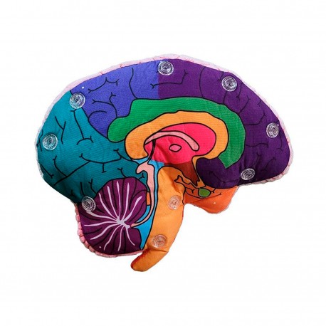 Cerebro educativo de peluche con colores