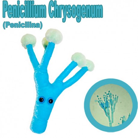 Penicillinum Chrysogenum (Penicilina)