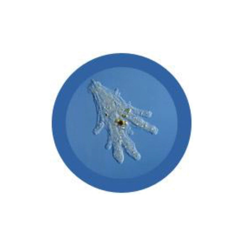 GiantMicrobes (peluche) - Amoeba Proteus (Ameba)-zoom-
