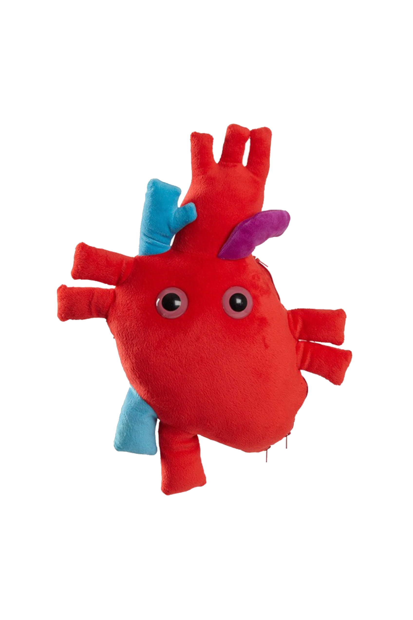 Corazón de peluche con aorta arterias y venas