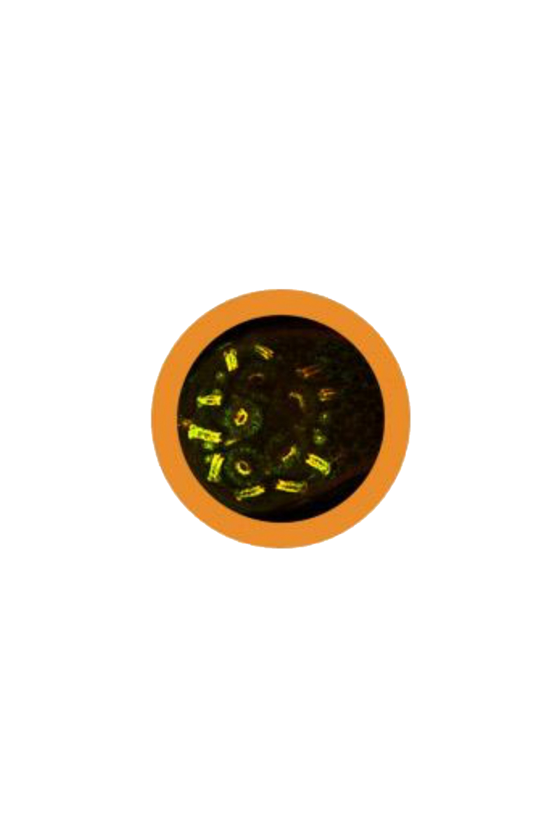 Porta-chaves Giantmicrobe - Anticorpo-zoom-