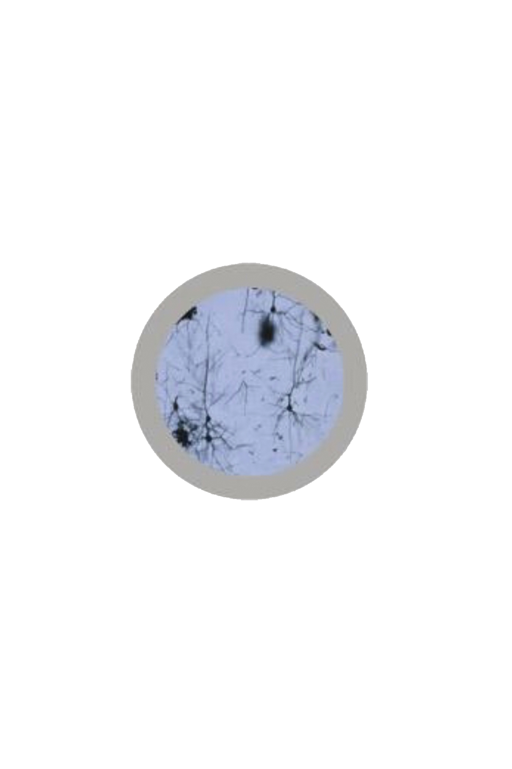 Giantmicrobe Keychain - Graduated Neuronal Cell-3